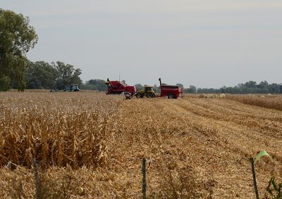 Confira a cota&ccedil;&atilde;o das principais culturas agr&iacute;colas da regi&atilde;o para essa sexta (23)