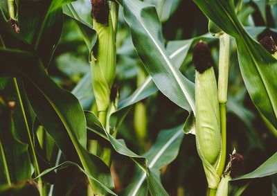 Confira a cota&ccedil;&atilde;o das principais culturas agr&iacute;colas da regi&atilde;o para essa quarta (28)