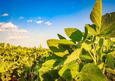 Confira a cota&ccedil;&atilde;o das principais culturas agr&iacute;colas da regi&atilde;o para essa quinta (8)