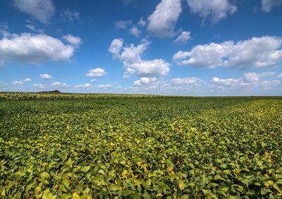 Confira a cota&ccedil;&atilde;o das principais culturas agr&iacute;colas da regi&atilde;o para essa quarta (14)