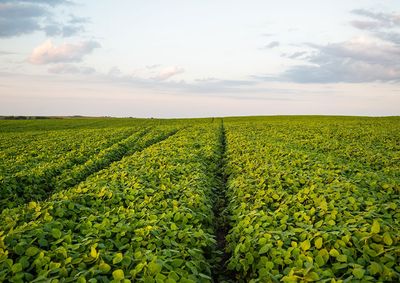 Confira a cota&ccedil;&atilde;o das principais culturas agr&iacute;colas da regi&atilde;o para essa segunda (19)