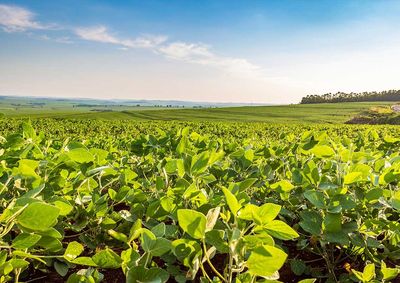 Confira a cota&ccedil;&atilde;o das principais culturas agr&iacute;colas da regi&atilde;o para essa quinta (22)
