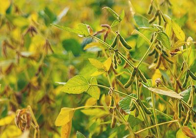 Confira a cota&ccedil;&atilde;o das principais culturas agr&iacute;colas da regi&atilde;o para essa sexta (30)
