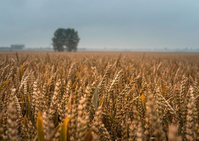 Confira a cota&ccedil;&atilde;o das principais culturas agr&iacute;colas da regi&atilde;o para essa sexta (2)