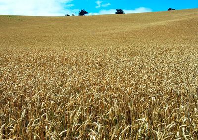 Confira a cota&ccedil;&atilde;o das principais culturas agr&iacute;colas da regi&atilde;o para essa ter&ccedil;a (13)