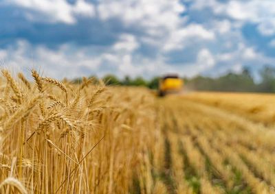 Confira a cota&ccedil;&atilde;o das principais culturas agr&iacute;colas da regi&atilde;o para essa sexta (16)