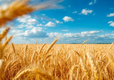 Confira a cota&ccedil;&atilde;o das principais culturas agr&iacute;colas da regi&atilde;o para essa quinta (29)