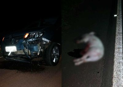Produtor rural relata que seis su&iacute;nos foram recuperados; um teria sido atropelado