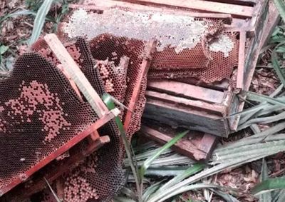 Produtores registraram boletim de ocorr&ecirc;ncia ap&oacute;s cerca de 120 caixas serem afetadas; suspeita &eacute; de que a deriva de agrot&oacute;xico tenha atingido as colmeias