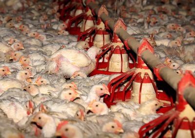 Estado abateu 1,1 bilh&atilde;o de aves no 1&ordm; semestre de 2026, alta de 4,9% sobre o mesmo per&iacute;odo de 2025
