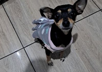A cachorrinha Luna desapareceu nas proximidades da Rua dos Estudantes, perto da rodovi&aacute;ria de Santa Terezinha de Itaipu.