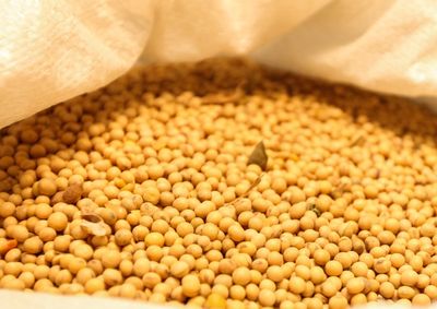 Estado deve alcan&ccedil;ar 22,3 milh&otilde;es de toneladas em 2026 e manter a segunda maior produ&ccedil;&atilde;o do Brasil.
