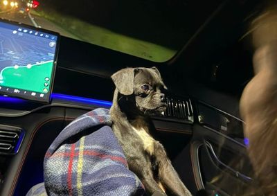 Cachorrinha resgatada em Santa Terezinha de Itaipu; moradores de S&atilde;o Paulo procuram pelos donos