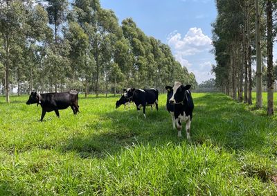 Mais de 40 cientistas internacionais conhecem na Fazenda Canchim as tecnologias brasileiras de baixo carbono