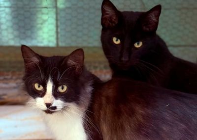 Todos os animais dispon&iacute;veis est&atilde;o castrados, vacinados e microchipados; em 2026, mais de 240 ado&ccedil;&otilde;es j&aacute; foram registradas na cidade