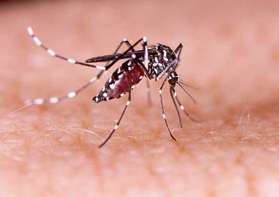 Apesar de n&uacute;meros estarem abaixo da epidemia de 2025, Vigil&acirc;ncia Epidemiol&oacute;gica refor&ccedil;a cuidados e pede colabora&ccedil;&atilde;o dos moradores contra o Aedes aegypti