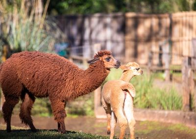 Nova f&ecirc;mea nasceu em meados de maio e se junta ao plantel, que agora conta com seis animais no recinto
