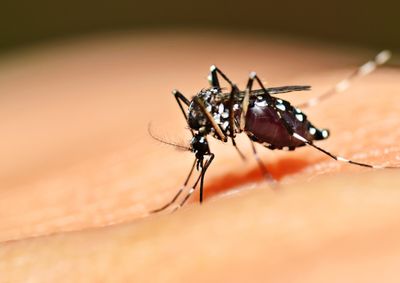 Prefeitura refor&ccedil;a orienta&ccedil;&otilde;es do Minist&eacute;rio da Sa&uacute;de, mant&eacute;m visitas di&aacute;rias de vetores e divulga cronograma de bairros nas redes sociais oficiais