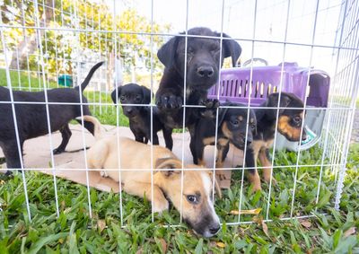 Iniciativa em parceria com a ONG Luz dos Bichos ocorre nesta sexta-feira (25); evento aproxima c&atilde;es resgatados de novos lares e promove doa&ccedil;&otilde;es