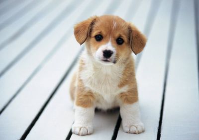 Evento ocorre neste s&aacute;bado (26), das 9h &agrave;s 14h; c&atilde;es e gatos est&atilde;o castrados, microchipados e vacinados &agrave; espera de um novo lar com guarda respons&aacute;vel