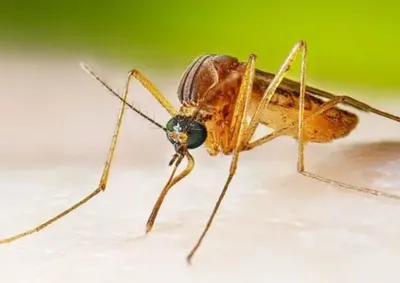 Equipes de Vigil&acirc;ncia e Controle de Vetores refor&ccedil;am medidas de preven&ccedil;&atilde;o contra o v&iacute;rus, transmitido por mosquitos e com foco no combate a criadouros