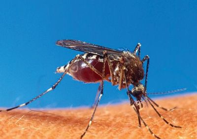 Segundo boletim do Departamento de Vigil&acirc;ncia em Sa&uacute;de, munic&iacute;pio contabilizou 531 notifica&ccedil;&otilde;es no m&ecirc;s e segue sem &oacute;bitos pela doen&ccedil;a no ano