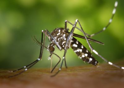 Boletim epidemiol&oacute;gico desta quarta-feira (16) aponta 418 confirma&ccedil;&otilde;es da doen&ccedil;a neste ano e refor&ccedil;a aus&ecirc;ncia de registros de zika e chikungunya