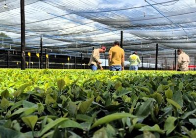 Viveiro Agrof&eacute;rtil abre cronograma de encomendas para per&iacute;odos estrat&eacute;gicos de 2026, oferecendo tecnologia de ponta para o Vale do Guapor&eacute;.