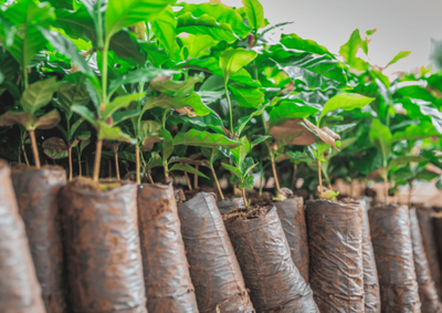 Entrega na Linha 98 Sul fortalece produ&ccedil;&atilde;o cafeeira e infraestrutura para produtores locais
