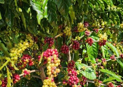 Comunidade &eacute; convidada a celebrar o in&iacute;cio da colheita e valorizar a for&ccedil;a do caf&eacute;, s&iacute;mbolo da economia e da identidade rural do munic&iacute;pio. Prestigie!