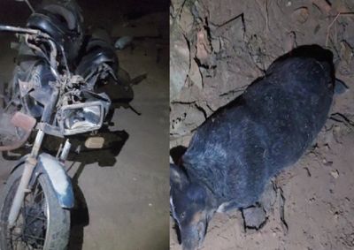 Casal seguia pela Linha 25 quando um cachorro entrou repentinamente na pista, provocando a queda da motocicleta.