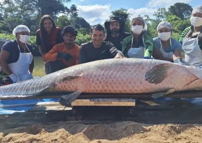 Peixe foi pescado em Costa Marques (RO). Segundo a Sedam, trata-se do maior registro da esp&eacute;cie j&aacute; feito dentro de uma Unidade de Conserva&ccedil;&atilde;o no estado