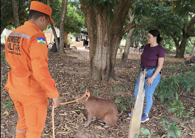 Animal foi localizado no Bairro Aeroporto por pol&iacute;ciais civis que acionaram o Coporto de Bombeiros