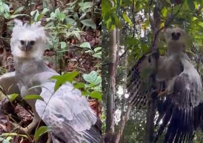 Maior &aacute;guia das Am&eacute;ricas foi registrada por criador de conte&uacute;do em &aacute;rea de mata em Rond&ocirc;nia; especialista aponta que ave &eacute; jovem.