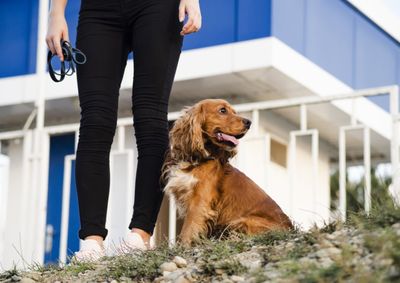 Propostas criam selo para condom&iacute;nios que adotem boas pr&aacute;ticas de conviv&ecirc;ncia com pets e instituem semana municipal de incentivo &agrave; ado&ccedil;&atilde;o respons&aacute;vel