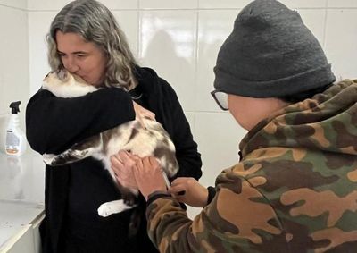 Campanha permanente imunizou 72 animais na &uacute;ltima etapa; pr&oacute;xima vacina&ccedil;&atilde;o ser&aacute; realizada em 30 de julho mediante agendamento

