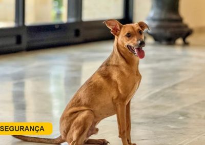 Delegacia Eletr&ocirc;nica permite registrar den&uacute;ncias pela internet e acompanhar o andamento das investiga&ccedil;&otilde;es de forma segura