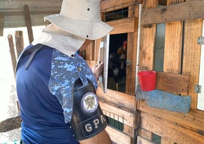 Opera&ccedil;&atilde;o no Parque Florely retirou dez galos que seriam usados em rinhas e duas galinhas de uma resid&ecirc;ncia