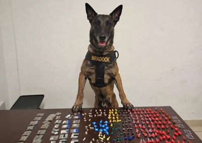 Opera&ccedil;&otilde;es distintas contaram com apoio dos c&atilde;es de faro Bradok e Hulk e resultaram na retirada de entorpecentes, lan&ccedil;a-perfume e dinheiro de circula&ccedil;&atilde;o
