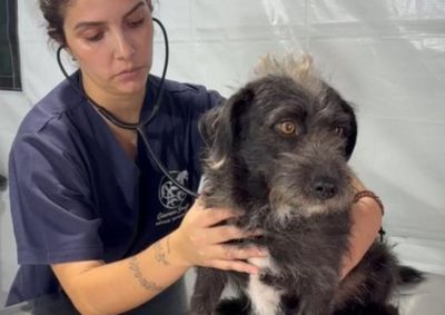A&ccedil;&atilde;o do Programa Pro Pet ocorreu em dois dias; novos mutir&otilde;es devem atender outras regi&otilde;es do munic&iacute;pio