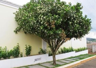 A&ccedil;&atilde;o em &aacute;reas p&uacute;blicas busca prevenir o greening e ser&aacute; realizada com acompanhamento t&eacute;cnico da Secretaria de Sustentabilidade.