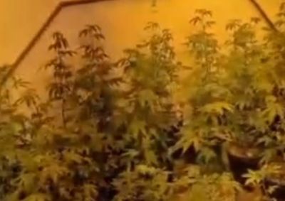 Opera&ccedil;&atilde;o localizou 106 p&eacute;s de maconha e tr&ecirc;s sacos com a droga em uma resid&ecirc;ncia no Parque das Na&ccedil;&otilde;es