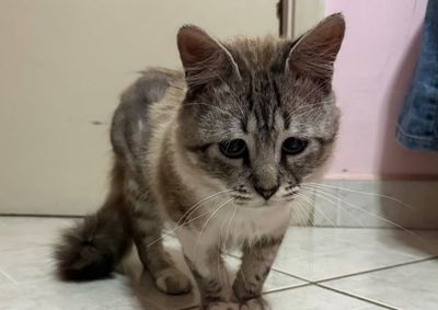 Evento ser&aacute; realizado das 9h &agrave;s 12h, na Agrosete Sumar&eacute;, no Centro; a ONG atua na defesa e prote&ccedil;&atilde;o animal desde 2002.