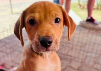 Feira ser&aacute; realizada das 9h &agrave;s 12h, na PetCamp, e reunir&aacute; animais &agrave; espera de uma nova fam&iacute;lia