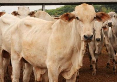 Campanha acontece at&eacute; o dia 30 de novembro e &eacute; essencial para manter o controle sanit&aacute;rio e garantir acesso a servi&ccedil;os agropecu&aacute;rios