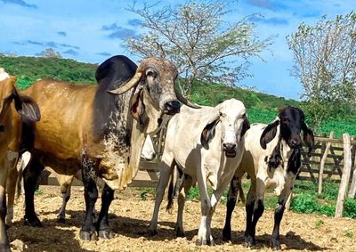 Produtores rurais ter&atilde;o mais um m&ecirc;s para declarar rebanhos e garantir a regularidade junto &agrave; Defesa Agropecu&aacute;ria de Pernambuco