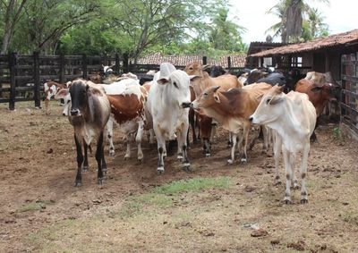 Produtores rurais devem atualizar dados dos rebanhos at&eacute; 31 de maio para garantir emiss&atilde;o de GTA e acesso a cr&eacute;ditos agropecu&aacute;rios