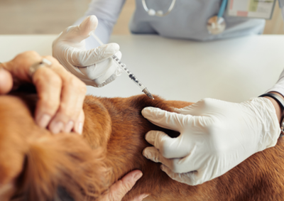 A&ccedil;&atilde;o acontecer&aacute; de agosto a outubro, das 8h30 &agrave;s 12h em diversas &aacute;reas do munic&iacute;pio; c&atilde;es e gatos a partir de 3 meses devem ser vacinados anualmente