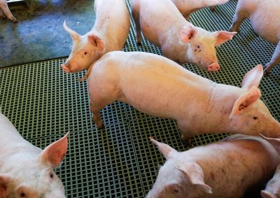 Suinocultura e avicultura responderam por aproximadamente 71,29% de todo o VBP, mostrando a for&ccedil;a da prote&iacute;na animal no munic&iacute;pio