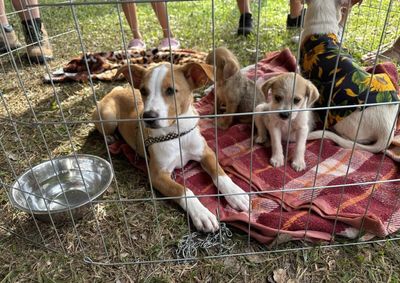 Evento ser&aacute; realizado no Parque Ecol&oacute;gico Diva Paim Barth, das 16h &agrave;s 21h, com renda destinada &agrave;s entidades que atuam no resgate e prote&ccedil;&atilde;o de animais